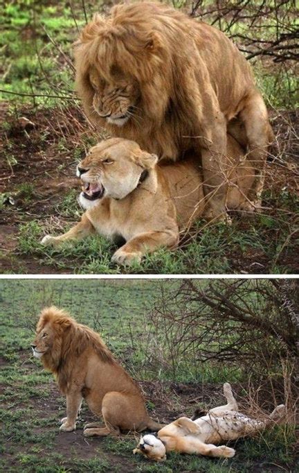 Un film érotique diffusé par accident après le match om ol à lyon parc ol.lyon marseille.olympique lyonnais, interdit moins de 16. lion lionne - Image drôle - Animaux