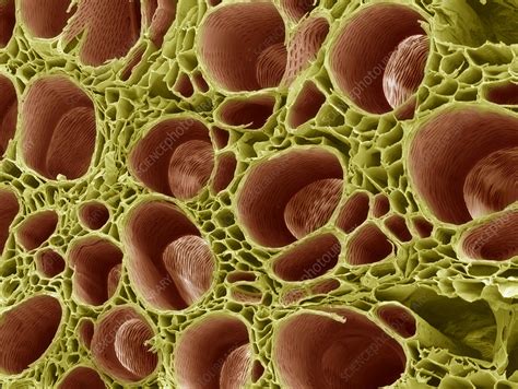 Transports sucrose to growth (roots and shoots) and storage regions of the plant (seeds fruit and swollen roots). Xylem tissue, SEM - Stock Image - B705/0112 - Science ...