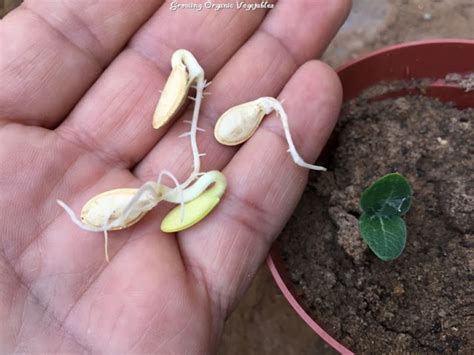 Simple rules that make the seed starting process much easier. How to Start Zucchini Indoors | Growing Organic Vegetables ...
