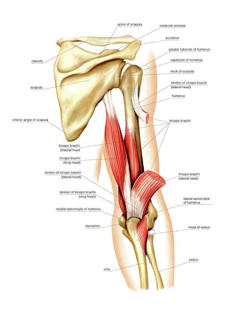 The biceps brachii in the front of the arm has two heads, while the triceps brachii in the back of the arm has three heads. Back Arm Muscles Photograph by Asklepios Medical Atlas