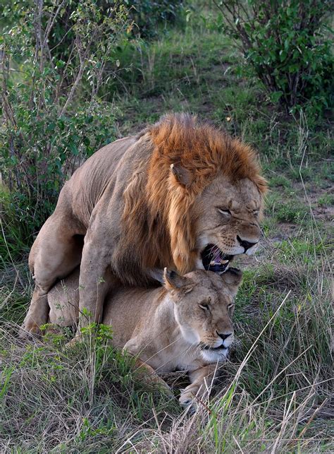 African Lions during the mating copulation. Photo (all rig… | Flickr