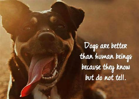 12 LifeHacker Dog Quotes to turn you into a wiser person