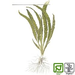 Plant description originating in southern thailand, cryptocoryne crispatula var. Cryptocoryne crispatula var. balansae - Tropica Aquarium ...