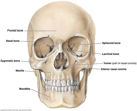 While telling the exact number of bones in the human body, this bodytomy article also describes the main types and distribution of bones in the body. Facial bones anatomy | Victoria Potamuse | Flickr