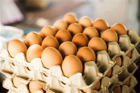 mimpi telur ayam