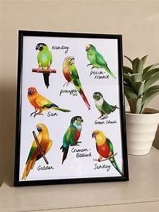 Conure Chart Print Conure Print Tropical Parrot Gift Etsy