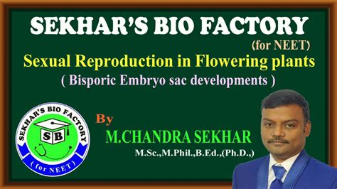 In bisporic development, two megaspores contribute to the formation of the mature embryo sac. Bisporic embryo sac development with Allium and Endymion ...