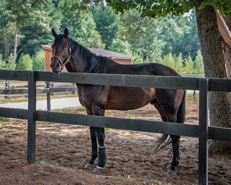 Check spelling or type a new query. Rescued Preakness contender reunited at last