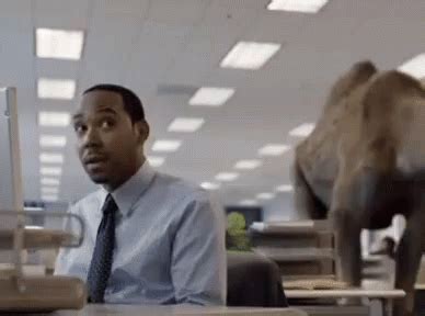 How do i get the camel to stand and sit? Hump Day Camel GIFs | Tenor