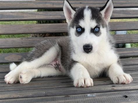 Check out the transporter of the animals. Siberian Husky Puppy For Sale, Dogs, for Sale, Price