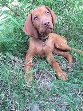 Vizslas are affectionate, gentle and quiet dogs that won't leave your side. Litter of 3 Vizsla puppies for sale in FISCHER, TX. ADN ...