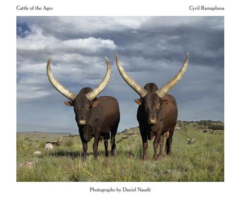 Elke dag worden duizenden nieuwe afbeeldingen van hoge kwaliteit toegevoegd. Extract: Cattle of the Ages by President Cyril Ramaphosa