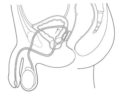 736 x 736 jpeg 52 кб. Penis:the male genital organ of higher vertebrates, carry...