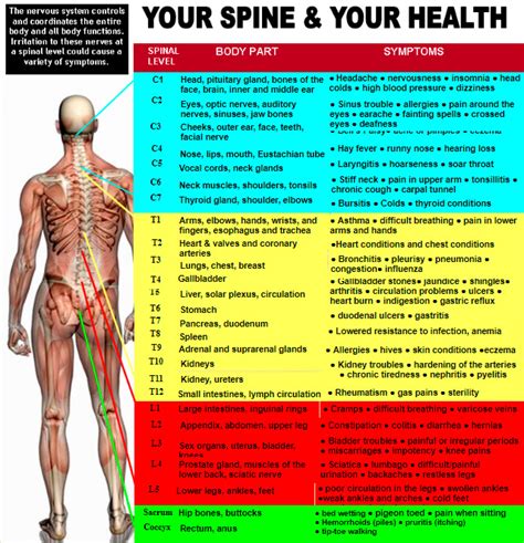 The four muscles that make up the bulk of the back, and that we (the erector spinae aren't shown on the above chart, but they are the lower back muscles that occupy the. Nerve Chart - Kehoe Chiropractic