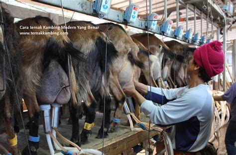 Hasil diatas adalah hasil pencarian dari anda kandang kambing modern mp3 dan menurut kami yang paling cocok adalah kandang. Cara Ternak Kambing Modern - Tentang Kolam Kandang Ternak