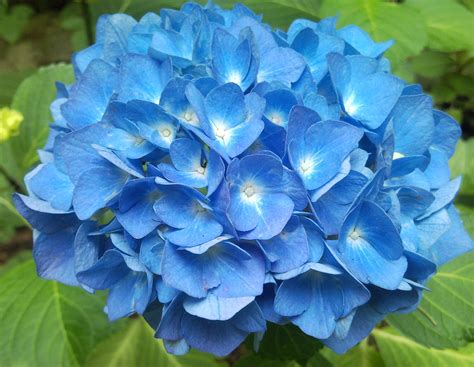 #bauernhortensie #gartenhortensie #hortensie #hydrangea macrophylla. Bettina Drüke: Hortensie blau