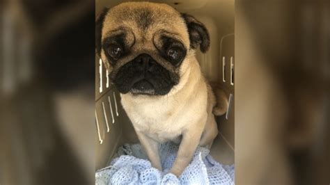 We have a few litters a year. Vancouver Island breeder surrenders 21 pugs, French ...