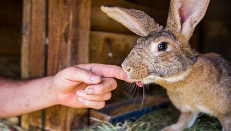 If you are thinking about buying a rabbit from the pet store, it will cost between $ 20 to $ 40. Flemish Giant Rabbit Behave, Breeding, Food & Care