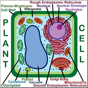 We did not find results for: Cells clipart colored, Cells colored Transparent FREE for ...