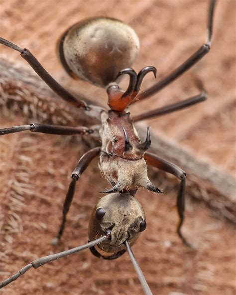 Ed's is a local restaurant that's been there for decades a small mom and pop style restaurant with hand breaded shrimp and fish squares. Fish-hook Ant : natureismetal