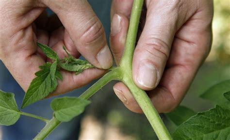 Tomaten säen, pflanzen, pflegen, ernten. Tomaten ausgeizen: So geht's | Tomaten pflanzen