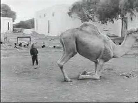 Now this is the next tale, and it tells how the camel got his big hump. laughing German Midget - YouTube