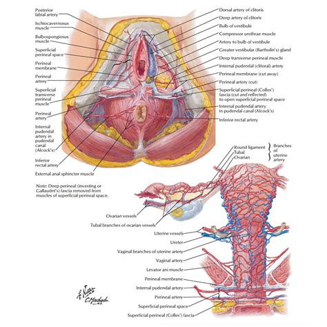 Developing an understanding of the human form requires significant work and a wide range of resources. Female Anatomy: The Functions of the Female Organs - HERS ...