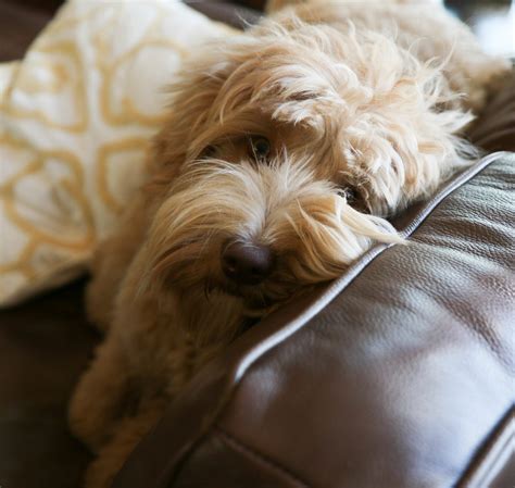 Australian labradoodle litter of puppies for sale near illinois, macon, usa. labradoodles oregon in 2020 | Puppies near me, Labradoodle ...