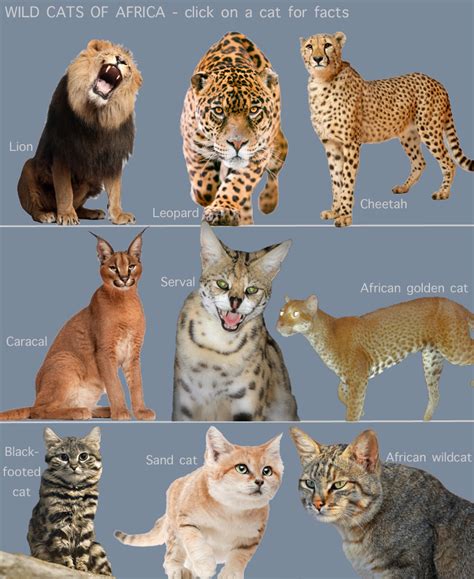 Complete guide to different types of cats: Wild Cats of Africa (for kids) - PoC