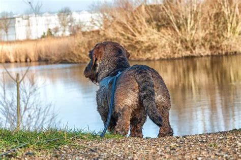 It's also free to list your available puppies and litters on our site. Bram Wirehaired Dachshund's page on about.me - http ...