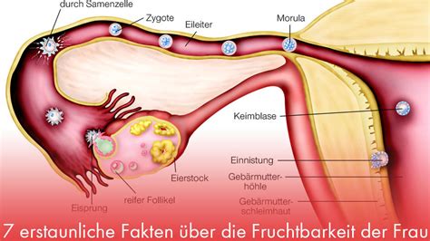 Auch bei unregelmäßigen zyklen und schichtarbeit ist die symptothermale methode (nfp) zur bestimmung der fruchtbaren tage geeignet. Ovarscore-Test: Wie lange bin ich fruchtbar?