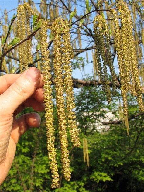 Prosimy o kontakt w celu potwierdzenia wysyłka: Brzoza (Betula) ang. Birch