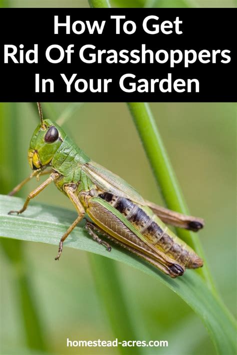 If you take precautions to make your house less attractive to these furry pests. How To Get Rid Of Grasshoppers In Your Garden - Homestead ...