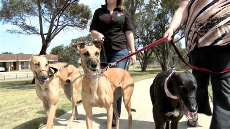 So he invited me to join him early in the morning for a short 1.5 hour walk around panmure basin in auckland. Greyhounds as Pets - YouTube
