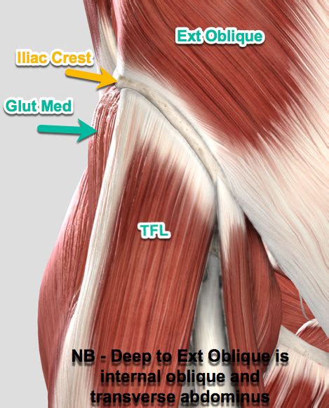 Ischiofemoral ligament, which attaches to the ischium (the lowest part of the pelvis) and between the two trochanters of the femur. What Muscles Attach Left Hip And Back / Hip Pain The ...