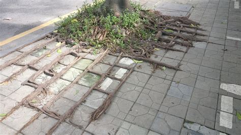 Read reviews from world's largest community for readers. These tree roots spreading across the pavement ...