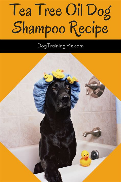 Oral application is not safe for your pet. Tea Tree Oil Dog Shampoo Recipe #Dog #oil #recipe #shampoo ...