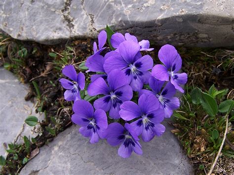 Viola del pensiero con fiori da 8 cm. Viola (nome) - Wikipedia