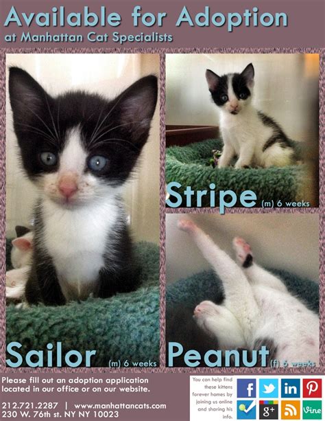 I'm independent and don't like to be picked up and cuddled, but, i do greet my trusted caregiver at the door getting up on my. 37 best images about Kittens Up for Adoption in NYC on ...