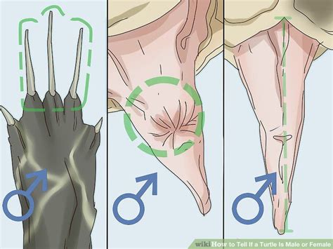The side fingers of a female pigeon. How to Tell If a Turtle Is Male or Female: 8 Steps (with ...