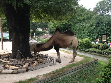 I even overheard some other guests saying they also felt bad for the camel. File:Camel at Karlsruhe Zoo.jpg - Wikimedia Commons