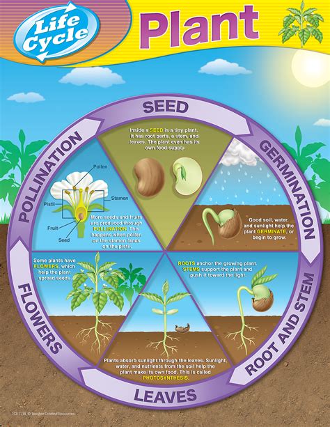 Interesting facts about plants through tell me why. Plant Life Cycles Chart - TCR7714 | Teacher Created Resources