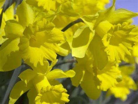 I fiori di rip van winkle sono diversi dai tipici narcisi. Fiori Gialli Piccoli Simili Ai Narcisi - Narcisi Gialli ...