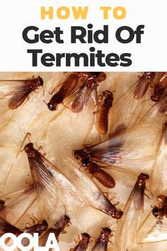 Use pest control products like zappers, sprays, sticky paper, and more to prevent the problem from getting bigger. How Termites Work | Termite control, Termite treatment ...