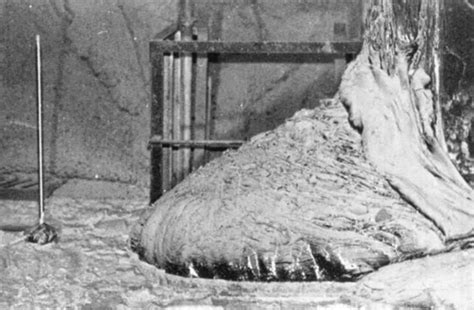 Hardening like lava underneath the remains of reactor number 4, the large mass of corium known as chernobyl's elephant's foot can be found in the steam distribution corridor. The Elephant's Foot of the Chernobyl disaster, 1986