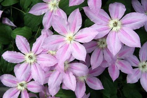 Filaments cream with purple base, anthers pale purple. Home - Perennial Gardening