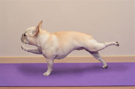 Used for placing on large gaps (like a bridge). French Bulldog In Yoga Pose Single Arm Leg Plank Stock Photo - Download Image Now - iStock