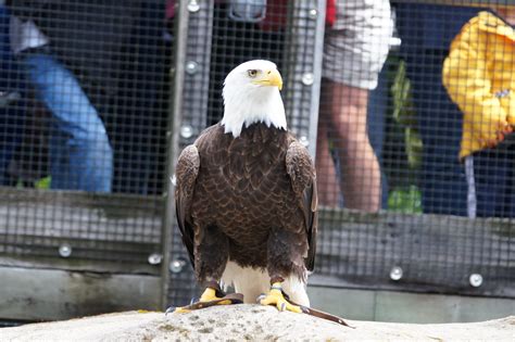 It is the major urban center of western canada and the focus of one of the country's most populous metropolitan regions. Vancouver Aquarium | Vancouver Aquarium, BC Canada ...