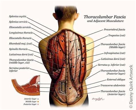 A detailed tutorial to help you get relief from lats and back pain right now! Back muscle | Massage therapy, Massage benefits