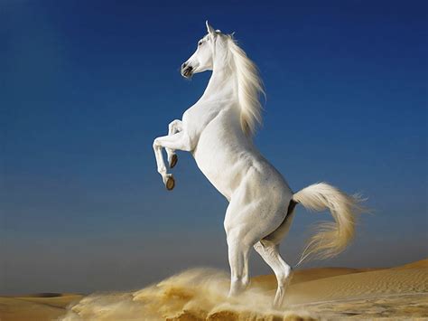 The best top white horse wallpapers, beautiful white horse pictures in all kind of resolutions and sizes. White Horse Wallpapers, Pictures, Images